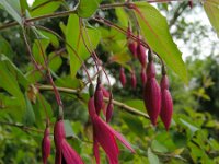 Fuchsia magellanica 3, Saxifraga-Ed Stikvoort