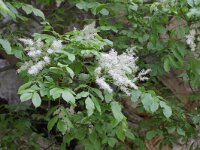 Fumana arabica 1, Saxifraga-Rutger Barendse