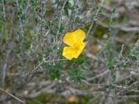 Fumana arabica 2, Saxifraga-Ed Stikvoort