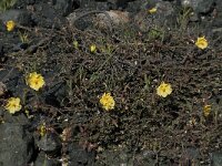 Fumana arabica 5, Saxifraga-Willem van Kruijsbergen