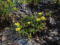 Fumana procumbens 2, Saxifraga-Jeroen Willemsen