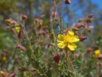 Fumana thymifolia 7, Saxifraga-Ed Stikvoort