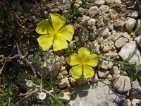 Fumana vulgaris 2, Saxifraga-Jasenka Topic