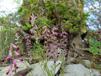 Fumaria agraria 6, Saxifraga-Michiel Drok