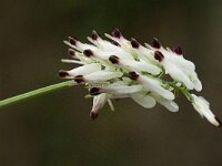 Fumaria capreolata 10, Rankende duivenkervel, Saxifraga-Jan van der Straaten