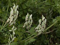 Fumaria capreolata 13, Rankende duivenkervel, Saxifraga-Willem van Kruijsbergen