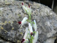 Fumaria capreolata 18, Rankende duivenkervel, Saxifraga-Rutger Barendse
