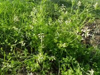 Fumaria capreolata 21, Rankende duivenkervel, Saxifraga-Rutger Barendse