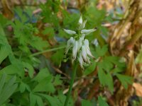 Fumaria capreolata 22, Rankende duivenkervel, Saxifraga-Jelle van Dijk