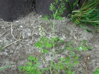 Fumaria capreolata 23, Rankende duivenkervel, Saxifraga-Ed Stikvoort