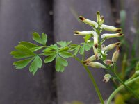 Fumaria capreolata 24, Rankende duivenkervel, Saxifraga-Ed Stikvoort