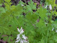 Fumaria capreolata 25, Rankende duivenkervel, Saxifraga-Ed Stikvoort