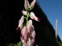 Fumaria capreolata 3, Rankende duivenkervel, Saxifraga-Rutger Barendse