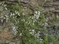 Fumaria capreolata 33, Rankende duivenkervel, Saxifraga-Willem van Kruijsbergen