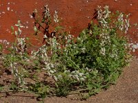 Fumaria capreolata 6, Rankende duivenkervel, Saxifraga-Ed Stikvoort