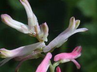 Fumaria coccinea 2, Saxifraga-Rutger Barendse