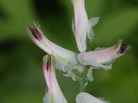 Fumaria muralis 17, Middelste duivenkervel, Saxifraga-Rutger Barendse