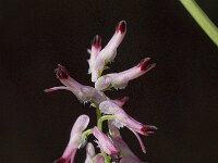 Fumaria muralis 2, Middelste duivenkervel, Saxifraga-Willem van Kruijsbergen