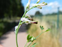 Fumaria muralis 6, Middelste duivenkervel, Saxifraga-Rutger Barendse