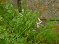 Fumaria muralis 8, Middelste duivenkervel, Saxifraga-Jelle van Dijk