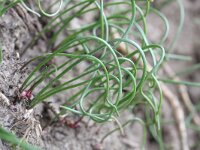 Gagea arvensis 2, Akkergeelster, Saxifraga-Rutger Barendse