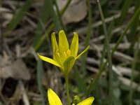 Gagea foliosa ssp elliptica 5, Saxifraga-Willem van Kruijsbergen