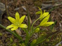 Gagea foliosa ssp foliosa 6, Saxifraga-Willem van Kruijsbergen