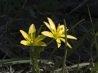 Gagea fragifera 2, Saxifraga-Marijke Verhagen