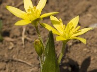 Gagea fragifera 3, Saxifraga-Marijke Verhagen