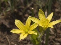 Gagea fragifera 4, Saxifraga-Marijke Verhagen