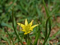 Gagea fragifera 7, Saxifraga-Willem van Kruijsbergen