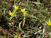 Gagea glacialis 7, Saxifraga-Hans Grotenhuis