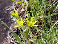 Gagea glacialis 8, Saxifraga-Hans Grotenhuis