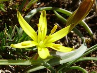 Gagea glacialis 9, Saxifraga-Hans Grotenhuis