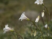 Gagea graeca 11, Saxifraga-Jan van der Straaten