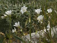 Gagea graeca 12, Saxifraga-Jan van der Straaten