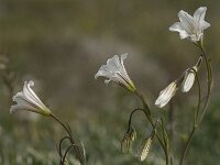 Gagea graeca 13, Saxifraga-Jan van der Straaten