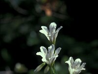 Gagea graeca 19, Saxifraga-Jan van der Straaten