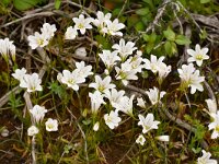 Gagea graeca 21, Saxifraga-Harry Jans