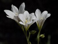 Gagea graeca 5, Saxifraga-Willem van Kruijsbergen