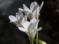 Gagea graeca 7, Saxifraga-Willem van Kruijsbergen