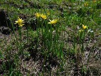 Gagea joannis 3, Saxifraga-Ed Stikvoort