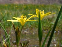 Gagea joannis 4, Saxifraga-Ed Stikvoort