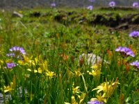 Gagea joannis 6, Saxifraga-Ed Stikvoort