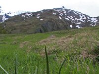 Gagea lutea 53, Bosgeelster, Saxifraga-Jeroen Willemsen