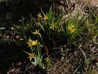 Gagea lutea 66, Bosgeelster, Saxifraga-Ed Stikvoort