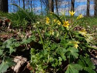 Gagea lutea 67, Bosgeelster, Saxifraga-Ed Stikvoort