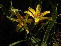 Gagea lutea 68, Bosgeelster, Saxifraga-Ed Stikvoort