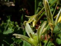 Gagea lutea 69, Bosgeelster, Saxifraga-Ed Stikvoort