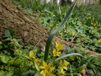 Gagea lutea 70, Bosgeelster, Saxifraga-Ed Stikvoort
